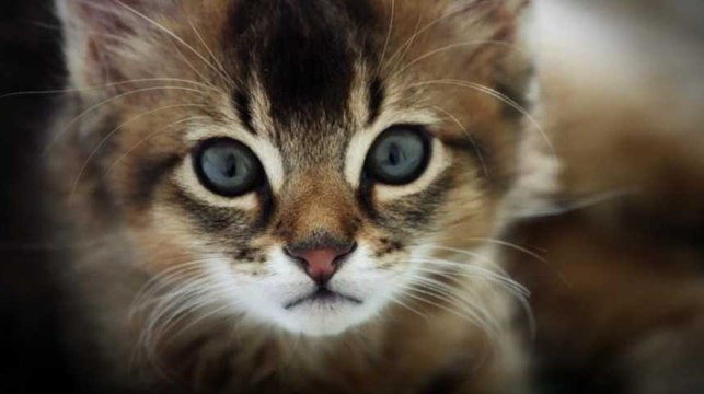 Les humains ont apprivoisé les chats deux fois