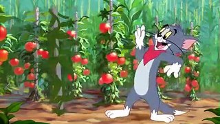 Tom And Jerry English Episodes - Summer Squashing  - Cartoons For Kid