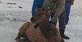 Elks Rescued From Icy Reservoir in Wyoming