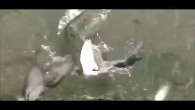 Ce brochet va gober un oiseau et l'emporter... Miam