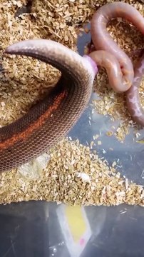 Vous allez assister à la naissance de bébé serpents... Impressionnant