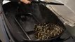 Family Find Carpet Python in Barbecue Pit While Readying for New Year's Party