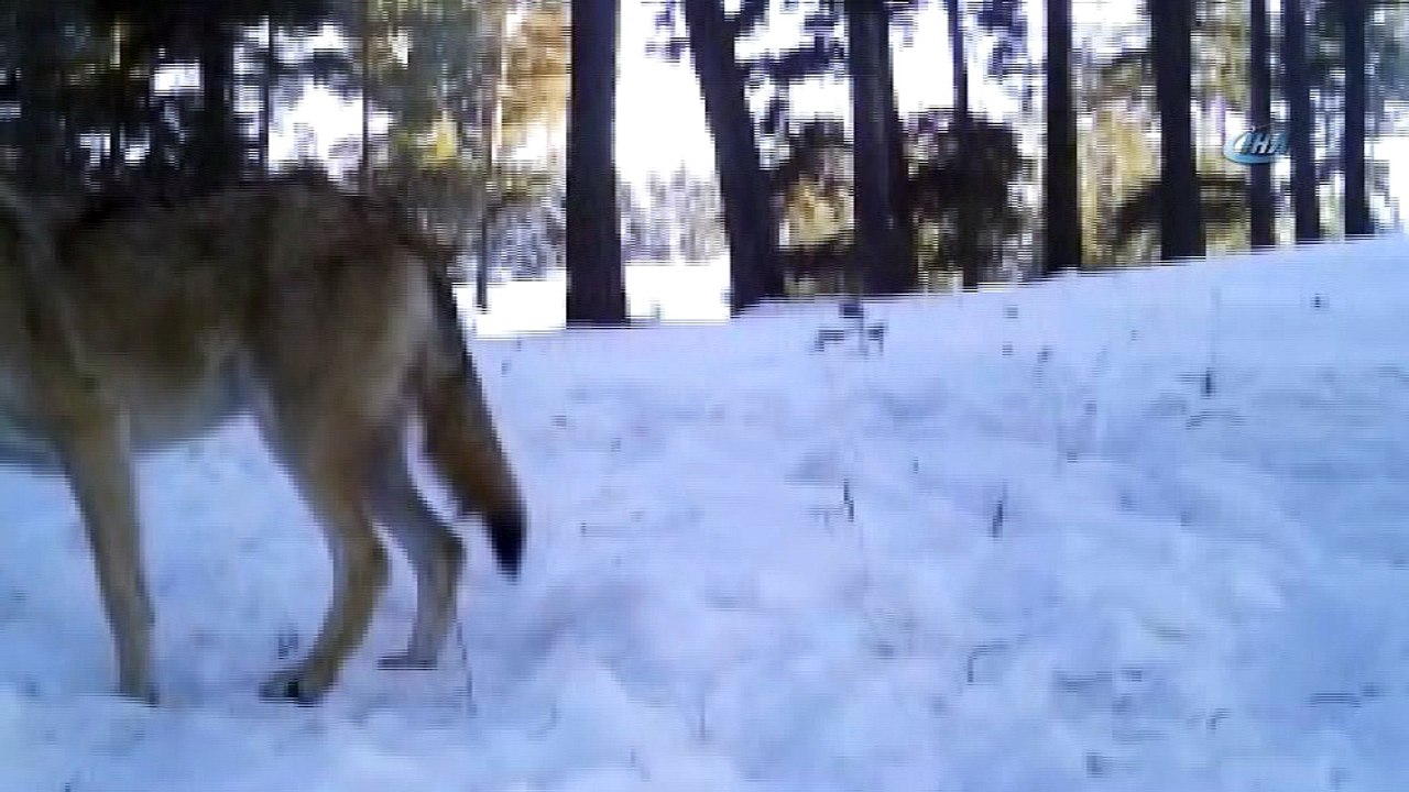 Vahşi yaşam fotokapana böyle yansıdı