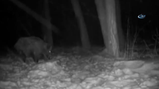 Vahşi Yaşam Fotokapana Böyle Yansıdı