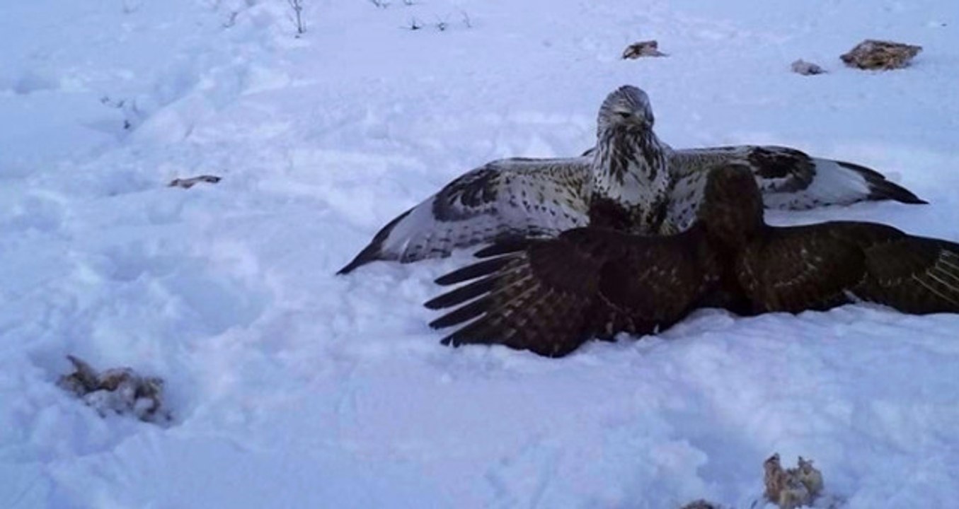 Ardahan'da Vahşi Yaşam Görüntüleri Fotokapana Yansıdı