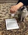 Cat refuses to step on Holy Quran.. Amazing proof of Islam
