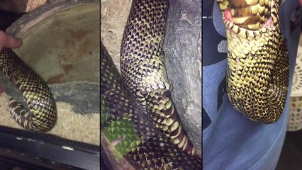 Un serpent se mord la queue