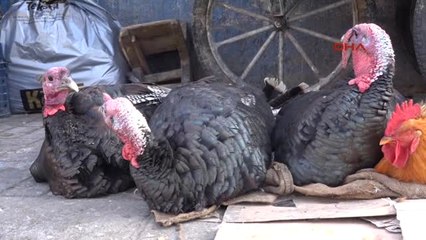 Şanlıurfa'da Yılbaşı Hindileri Pazarda