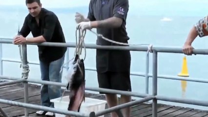 Regardez le monstre qu'ils ont au bout de leur fil de peche...