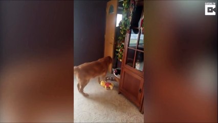 Un golden qui a perdu sa meilleure amie se voit offrir un chiot