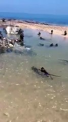 Monkey Swimming in Sea Pond