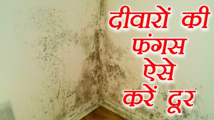 ऐसे करें दूर दीवारों की फंगस | Easy steps to remove fungus from walls | Boldsky