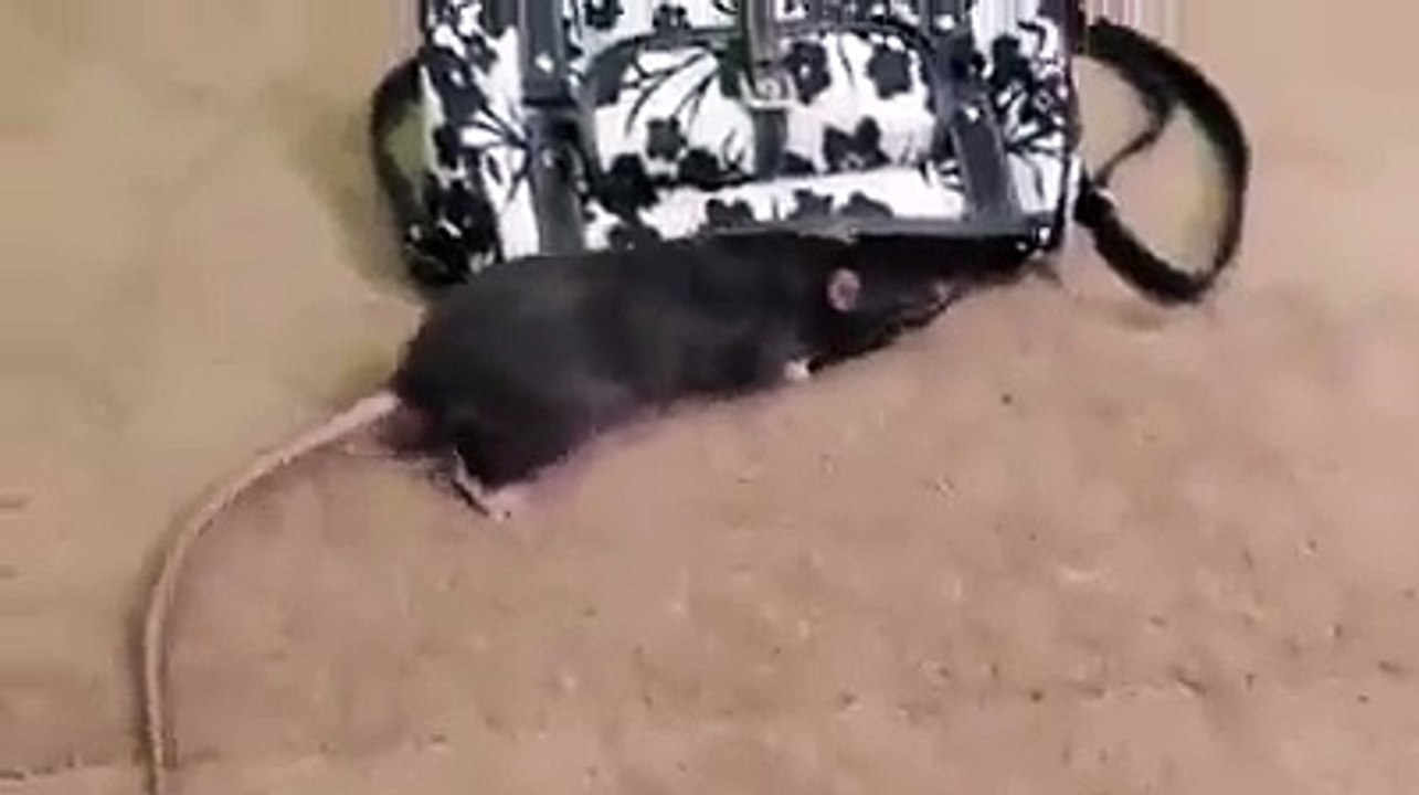 the clever cute rat