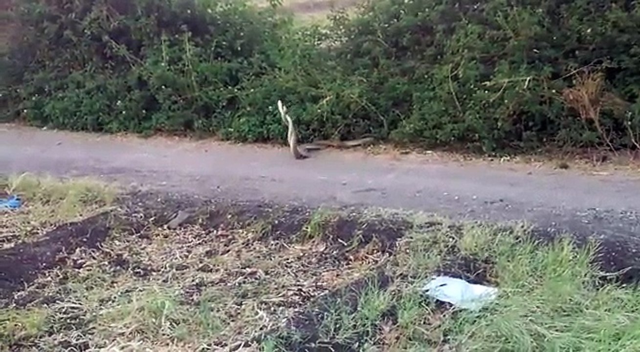 the snake fight