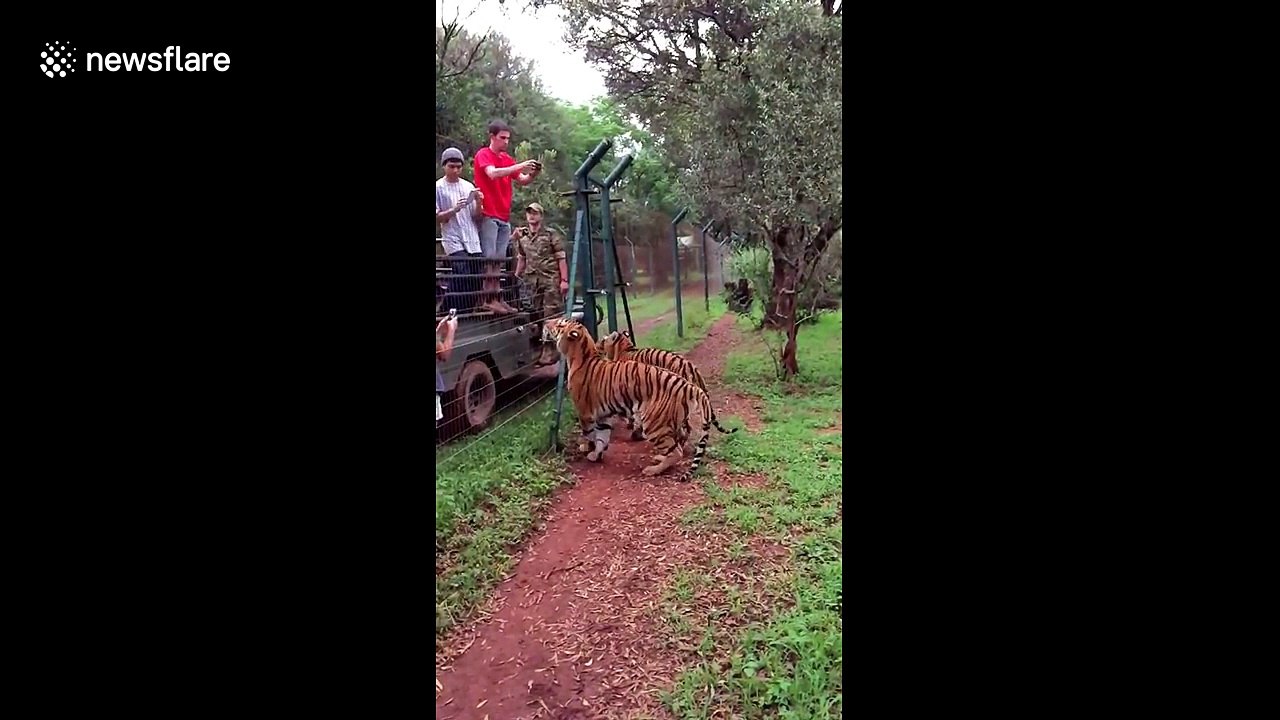 Tiger jumps to catch meat, filmed in slow-motion