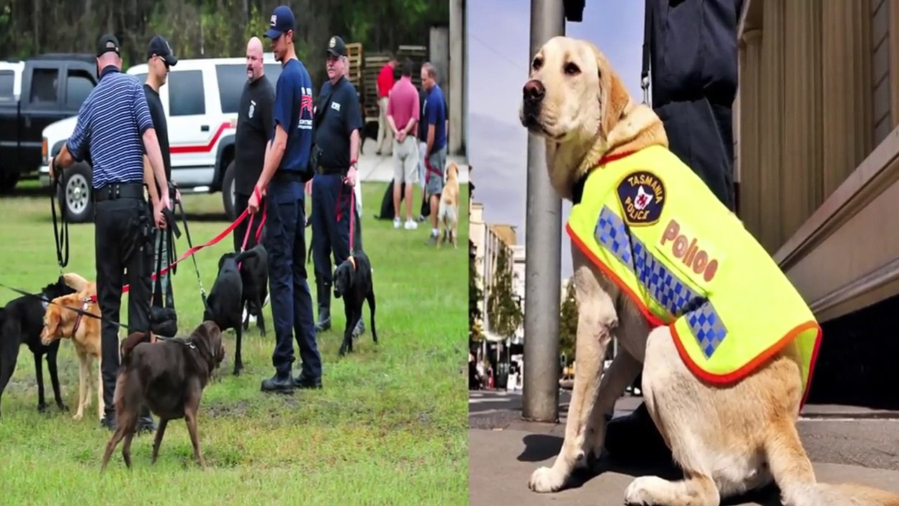10 Most Intelligent Dogs In The World