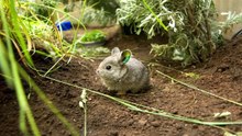 10 Smallest Animals In The World