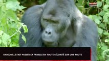 Un gorille a une technique parfaite pour faire traverser sa famille en sécurité (Vidéo)