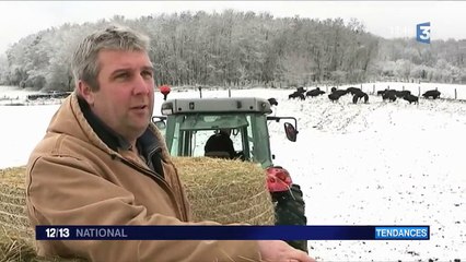 Le bison, nouvelle viande star des fêtes de fin d'années