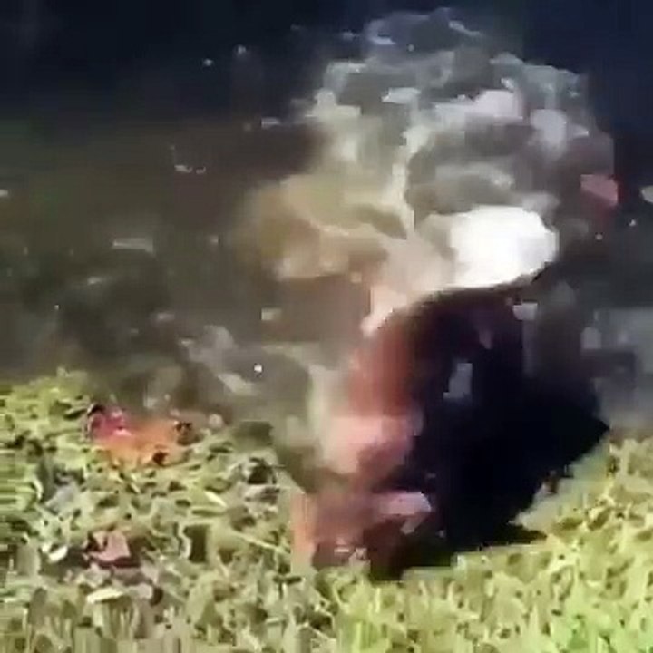 Komik kediler kedi videoları kedi videoları izle