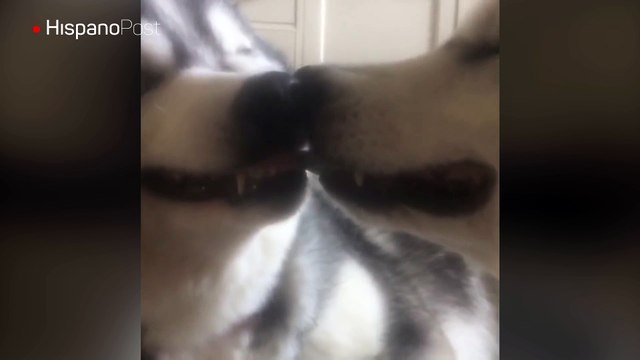 Vea la insólita y cómica pelea de dos perros por un pedazo de papel