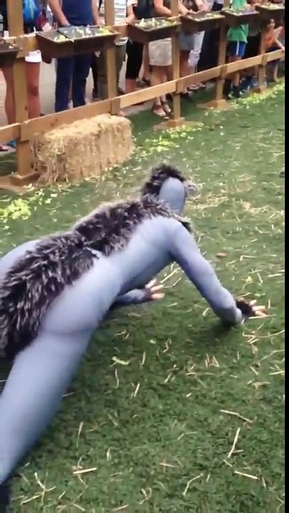 Déguisés en moutons ils sont poursuivis par un loup en Irlande !