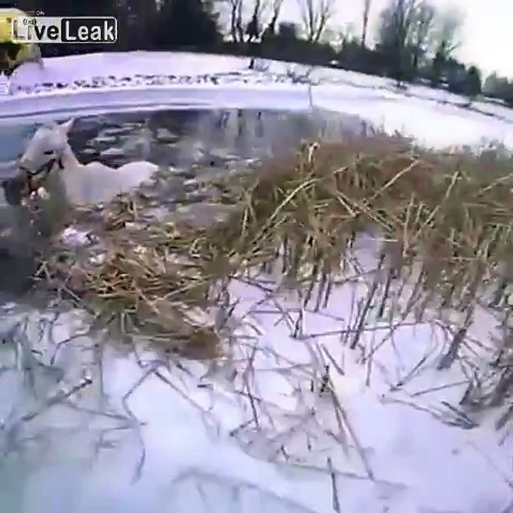 Sauvetage d'un cheval prisonnier de la glace par les pompiers !