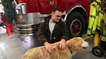Firefighters Rescue 10-Year-Old Dog Trapped in Frozen Pond