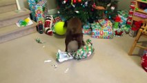 Un labrador ouvre son cadeau de Noël !