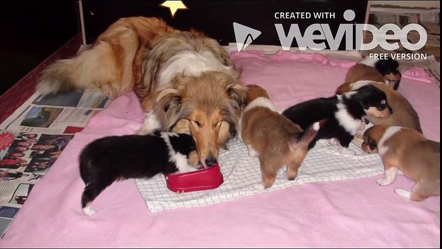 Stirling collies In Clearwater | Collies and puppies