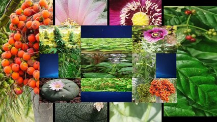 9 Mind Altering Plants