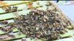 Vandals Destroy Iowa Beehives, Killing 500,000 Bees