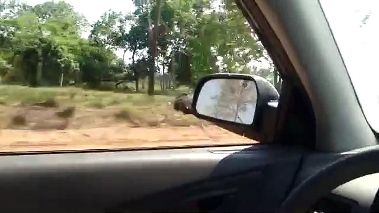 Il est en voiture, une autruche le double !