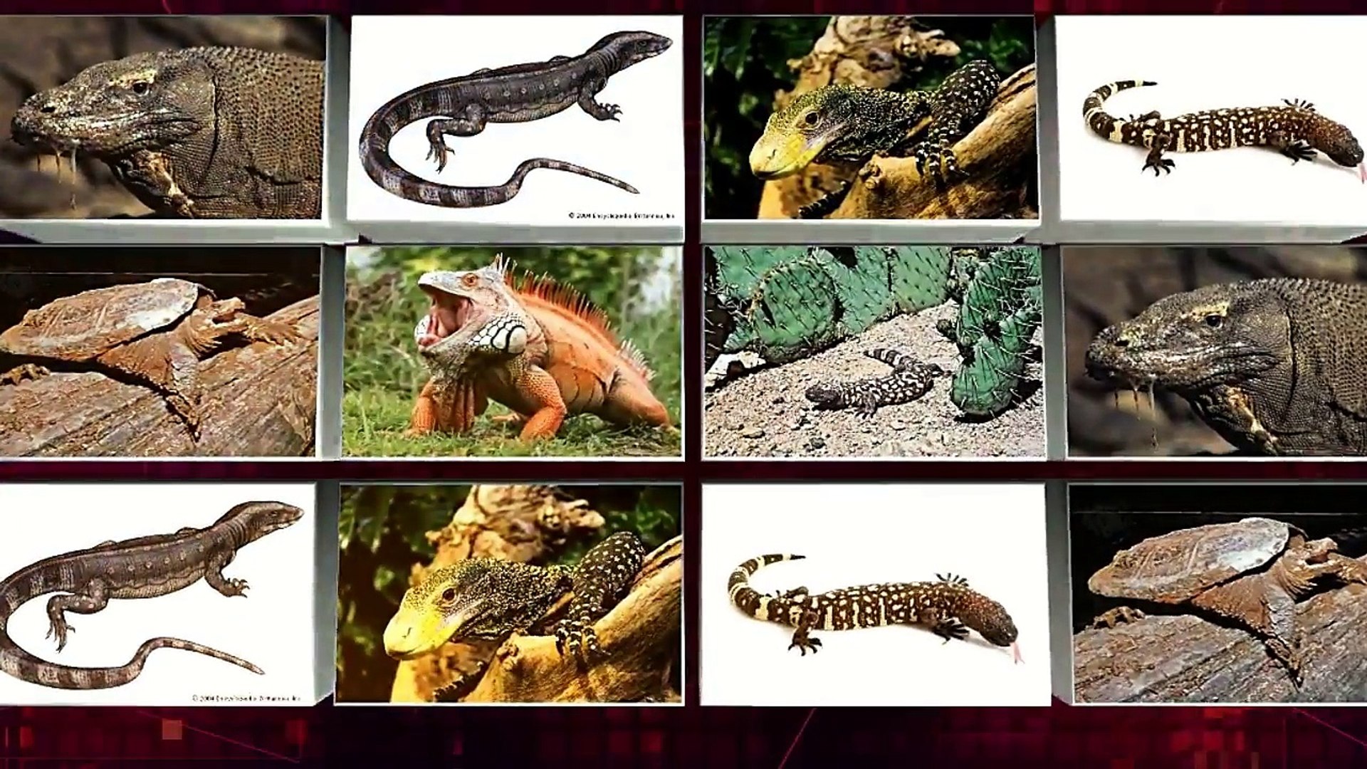 ⁣7 World Most Dangerous Lizards & Turtles