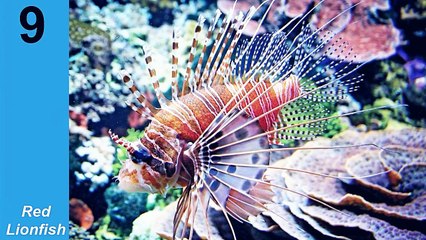 10 Most Dangerous Fishes