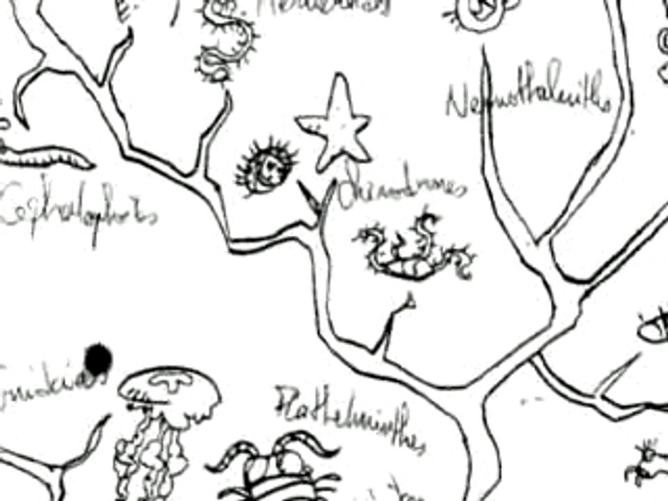 La révolution des Crabes