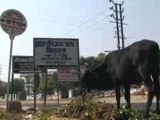 Cow grazing in the city (Ajmer, India)