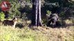 Wild Animals Fighting - Lion vs Baboon, Buffalo, Video African Animals