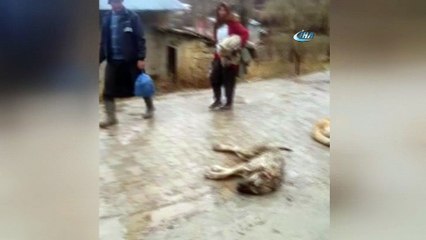 Mersin’de kopan elektrik telleri köpekleri telef etti