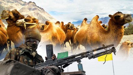 अब दुश्मनों पर नजर बनाए रखने के लिए सीमा पर ऊंटों से गश्त करती नजर आएगी भारतीय सेना