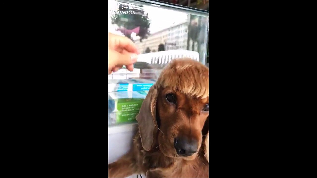 Quand tu coiffes ton chien comme un footballeur! La classe