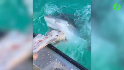 Ces touristes nourrissent des requins à la main