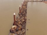 Des centaines de lions de mer s'entassent sur ce ponton... Impressionnant