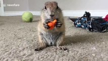 Adorable baby prairie dog pup eating a carrot