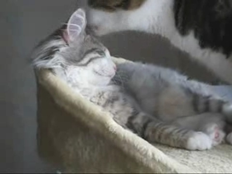 Lola et Calypso - Moment de tendresse (2)