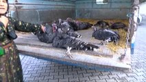 Şanlıurfalılar Hindi Yerine Tavuk Aldı
