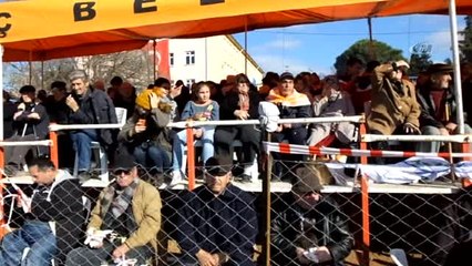 Gömeç'de Yılın Son Günü Deve Güreşi Heyecanı Yaşandı