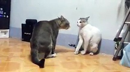 Cat fights | Amazing Moment | Animals