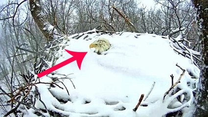 Đau lòng cảnh chim mẹ vùi mình trong tuyết bảo vệ các con non