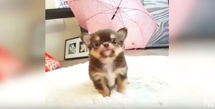 These Little Cute Animals Will Warm Your Heart